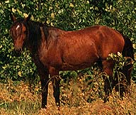 photo of horse