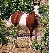 photo of horse