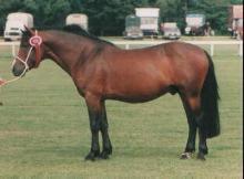 New Forest Pony stallion