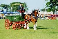 The Clydesdale in harness