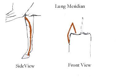 The Lung Meridian