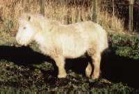 The type of pony generally considered most susceptible to laminitis