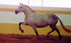 horse