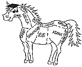 horse