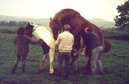 horse