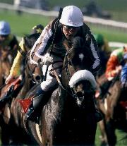 horse
