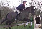 horse