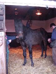 horse
