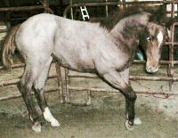 horse