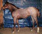 horse