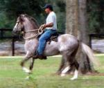 horse