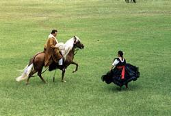 horse