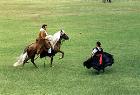 horse