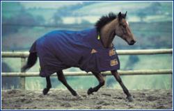 horse