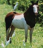 horse
