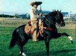 horse