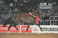 horse