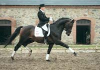 horse