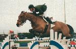 horse
