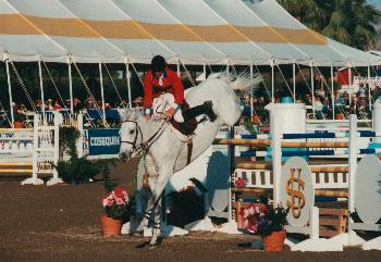 horse