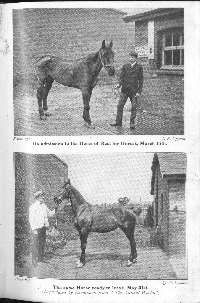 horse