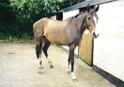 horse
