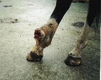 horse