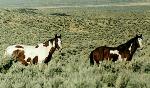 horse
