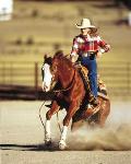 horse