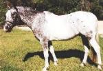 horse
