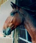 horse