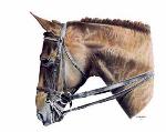 horse