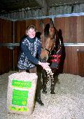 horse