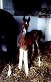 horse