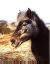 horse