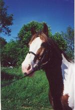 horse