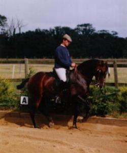 horse