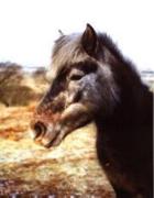 horse
