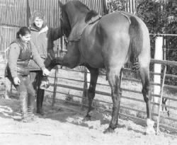 horse