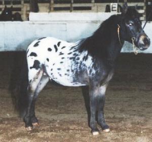 horse