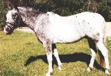 horse