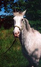 horse