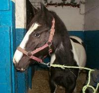 horse