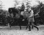 horse