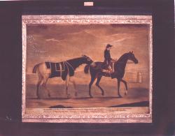 horse