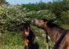 horse