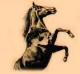 horse
