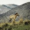 horse