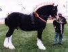 horse
