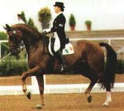 horse